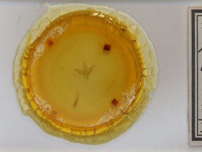 slide view of adult Idia denticulalis