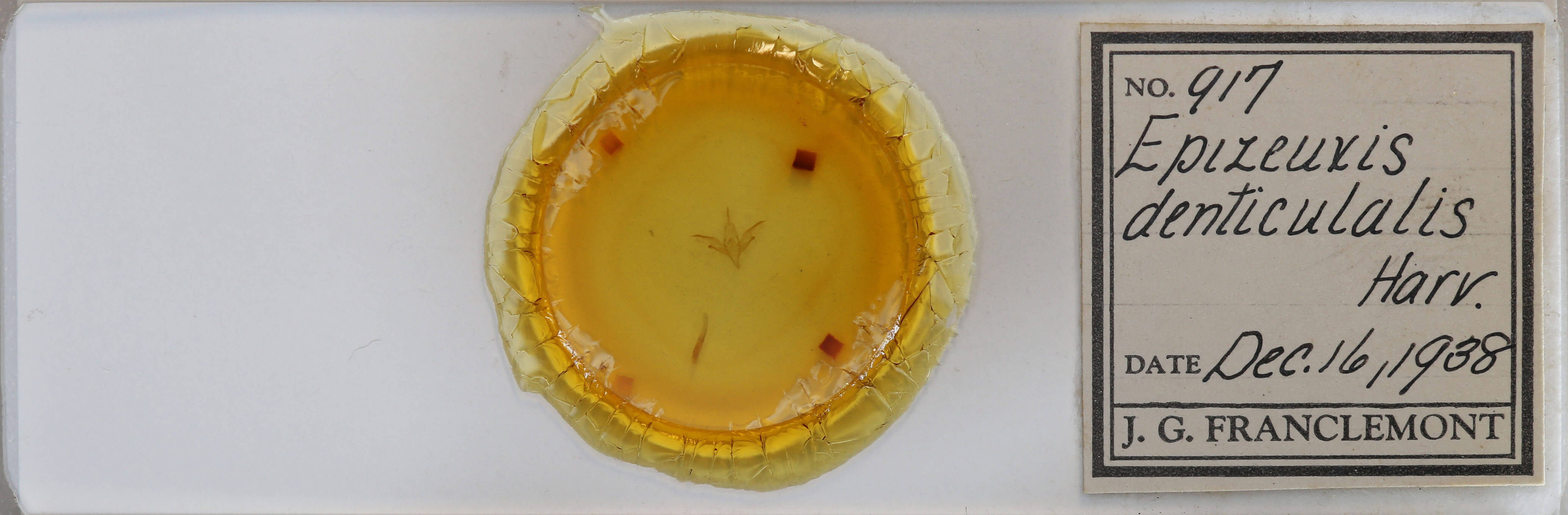 slide view of adult Idia denticulalis