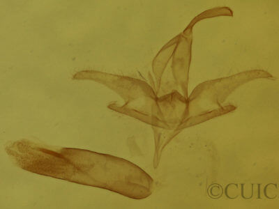 genitalia view of adult Idia diminuendis