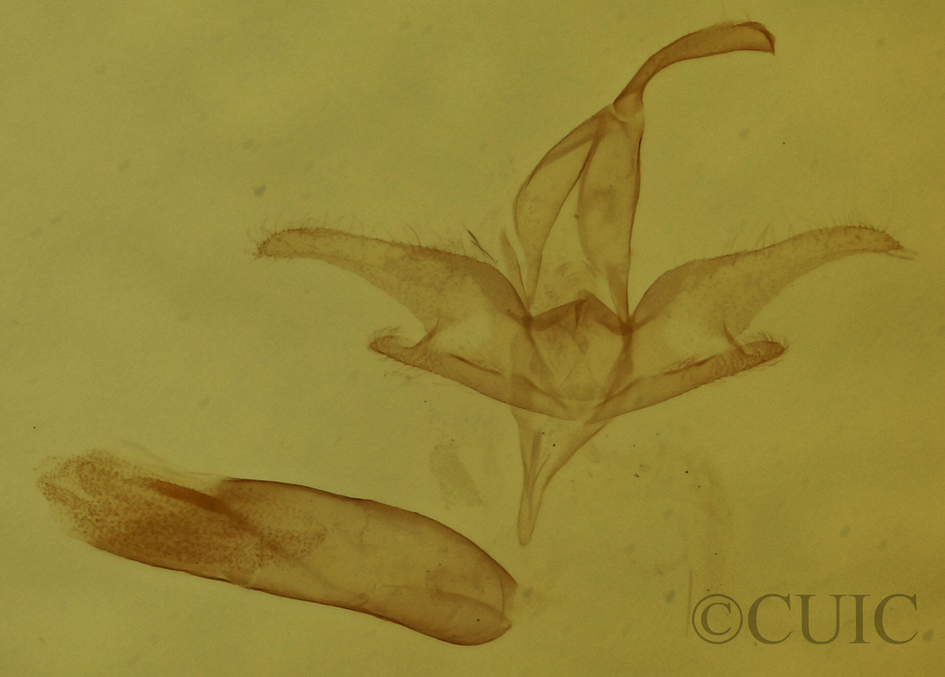 genitalia view of adult Idia diminuendis