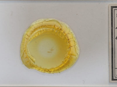 slide view of adult Idia diminuendis