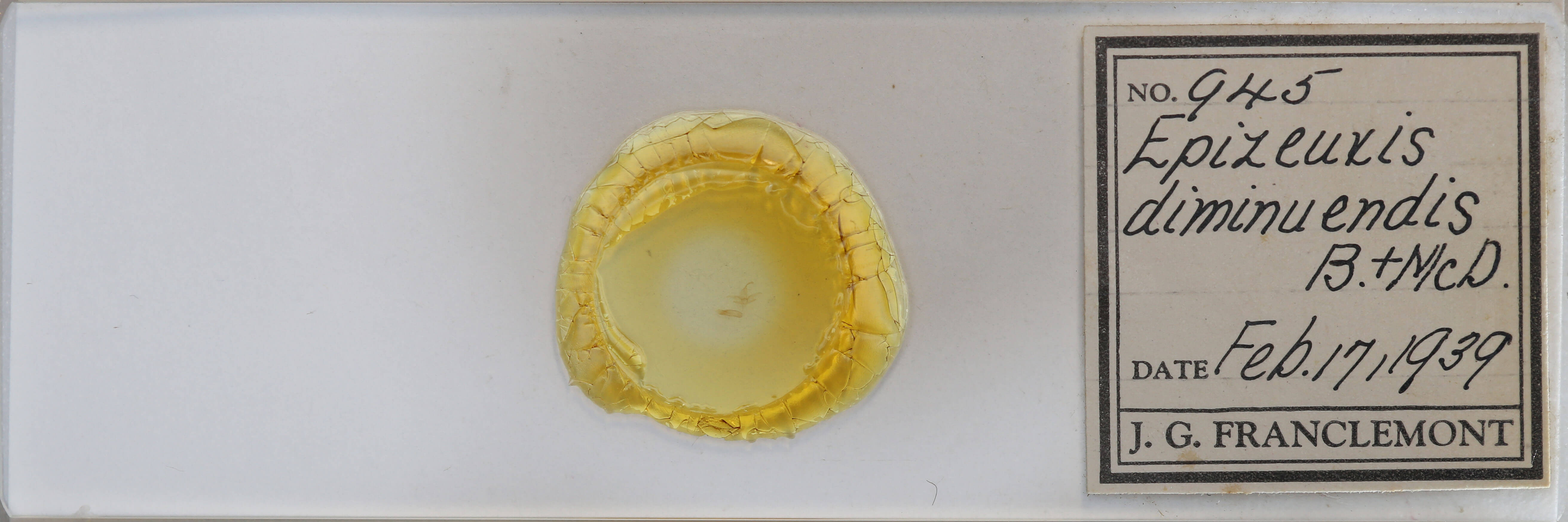 slide view of adult Idia diminuendis