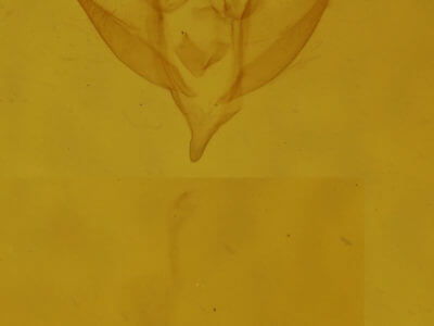 genitalia view of adult Idia forbesii