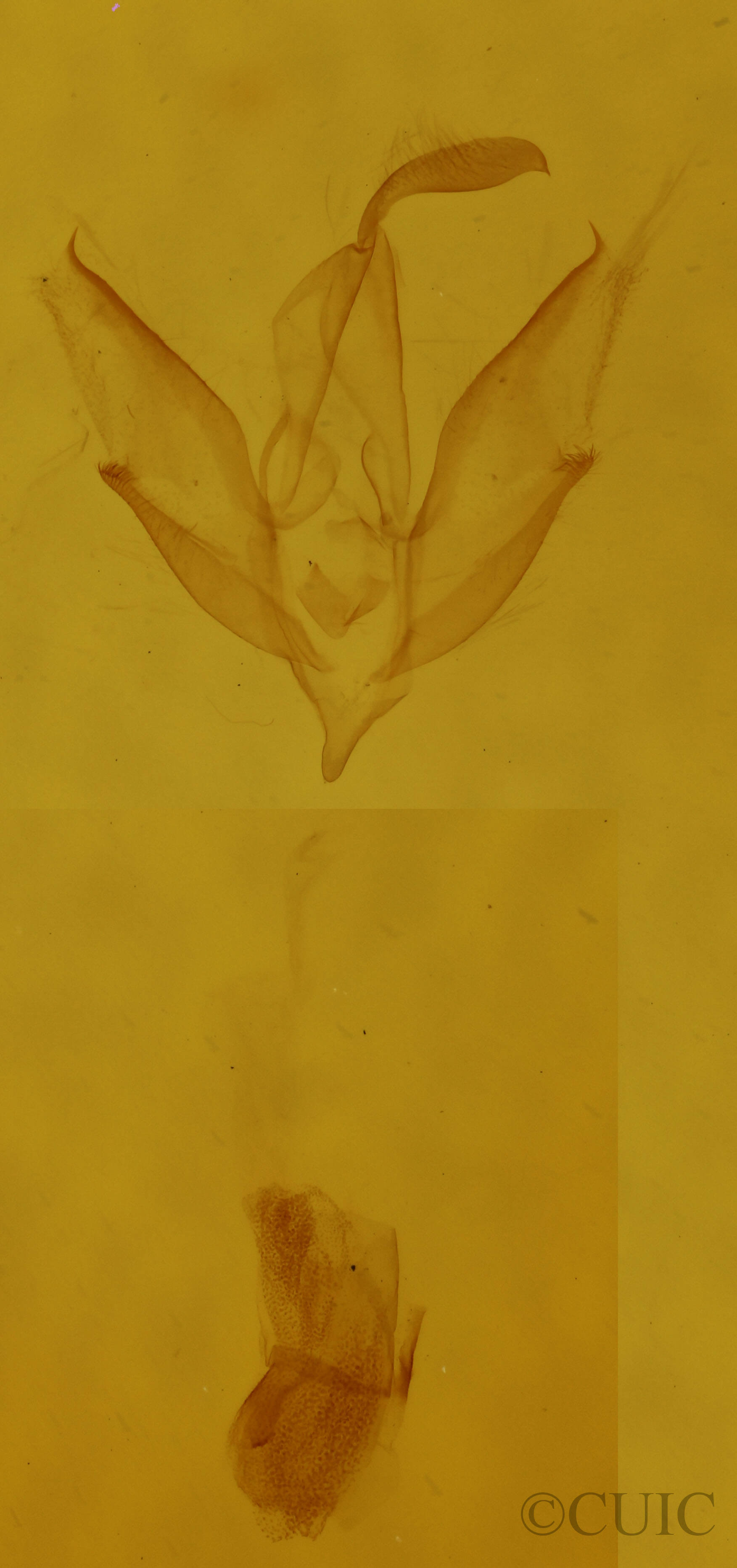 genitalia view of adult Idia forbesii