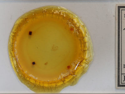 slide view of adult Idia forbesii