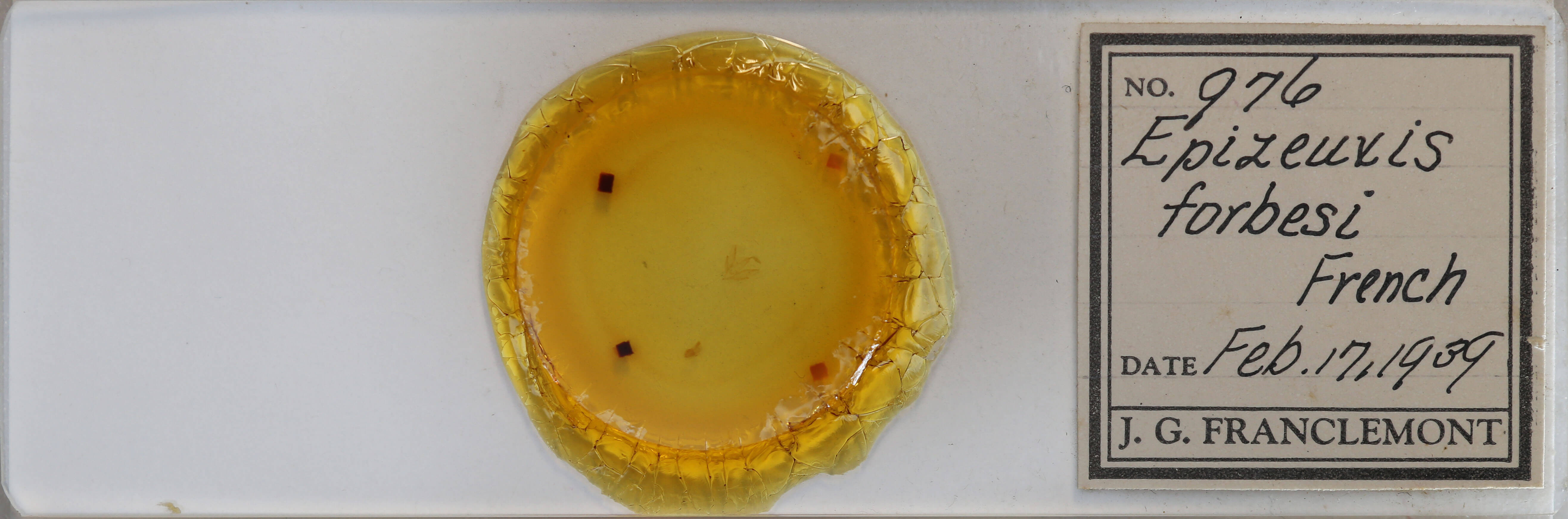 slide view of adult Idia forbesii