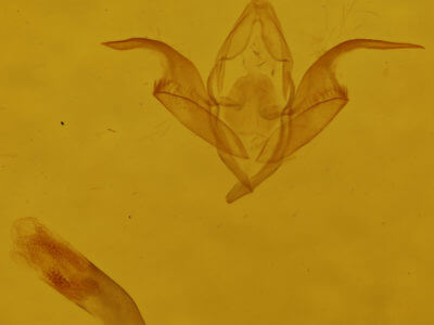 genitalia view of adult Idia julia