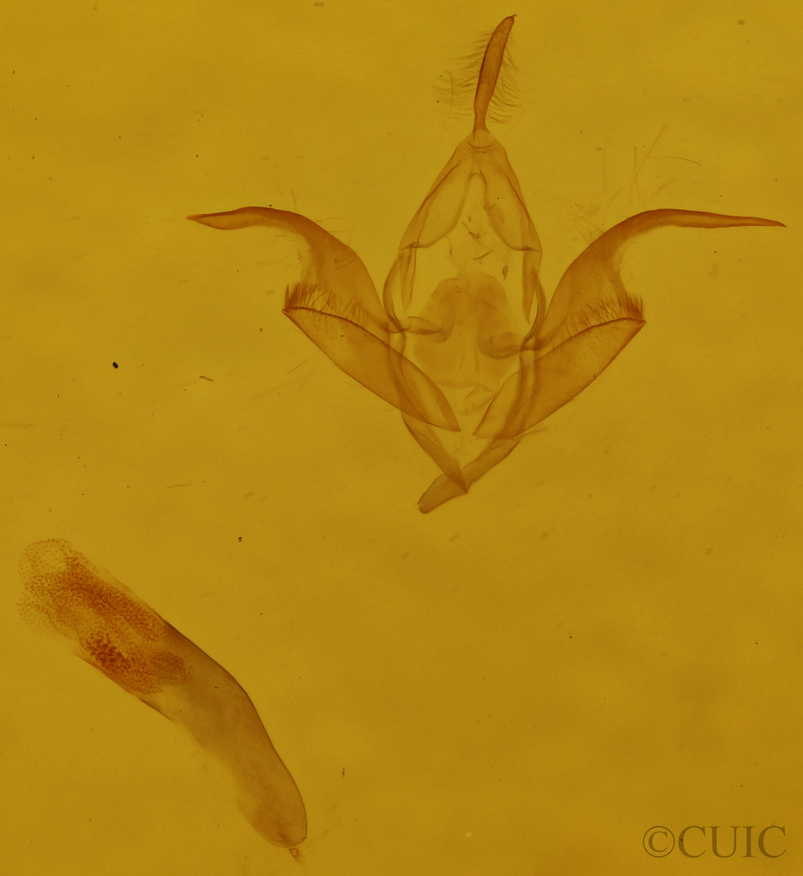 genitalia view of adult Idia julia
