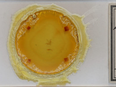 slide view of adult Idia julia