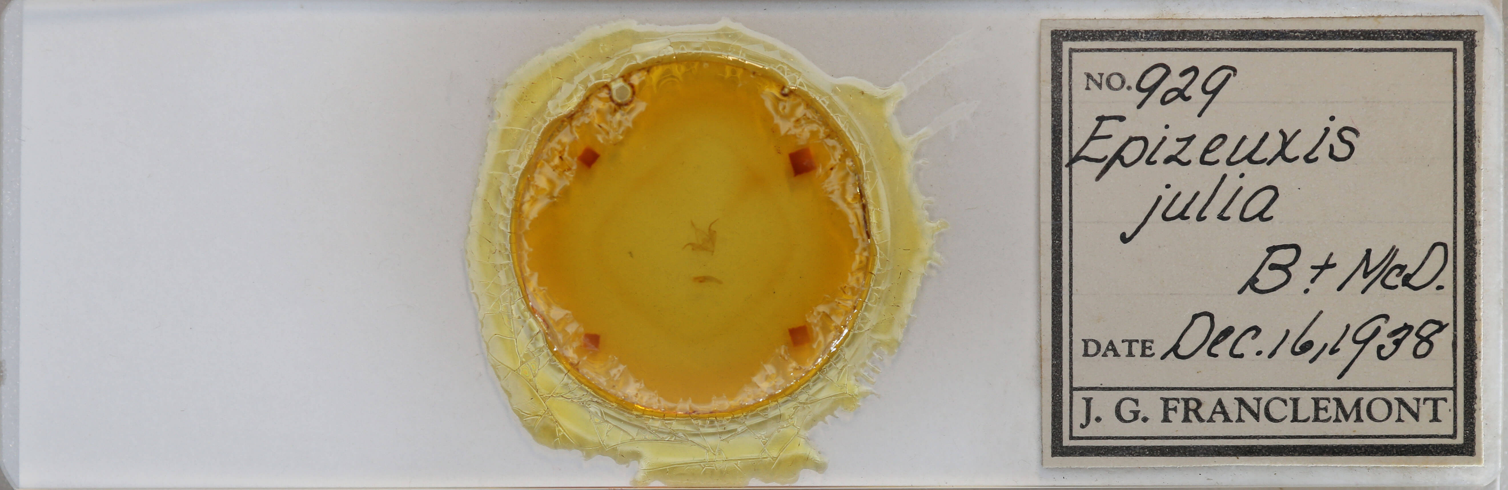 slide view of adult Idia julia