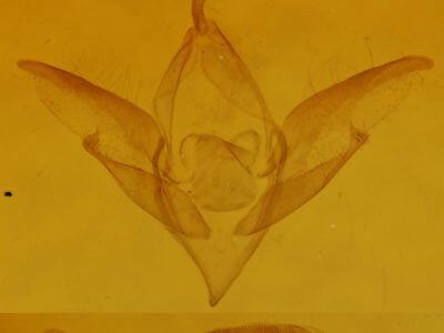 genitalia view of adult Idia sp.  Idia sp. 0922