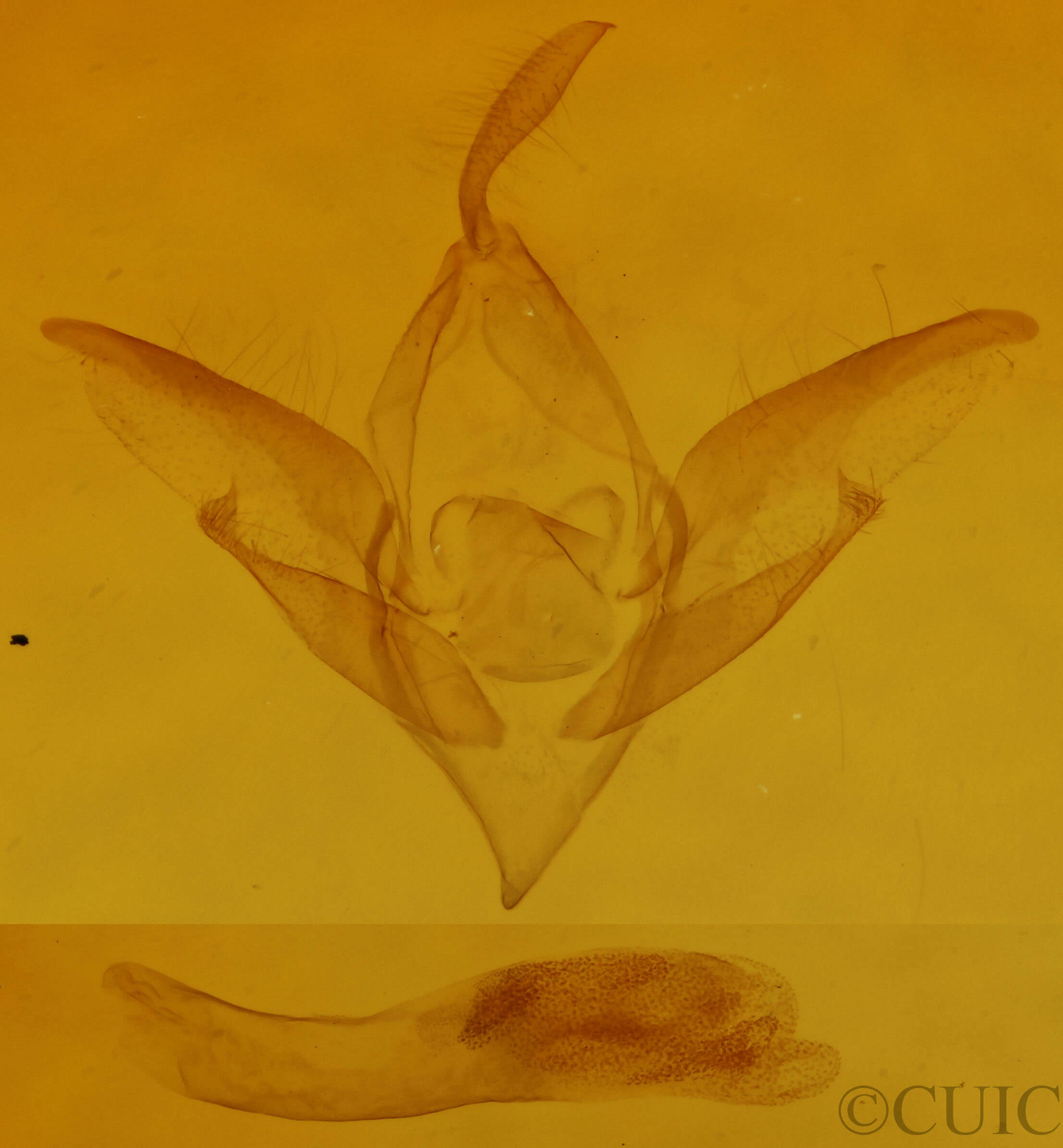 genitalia view of adult Idia sp.  Idia sp. 0922
