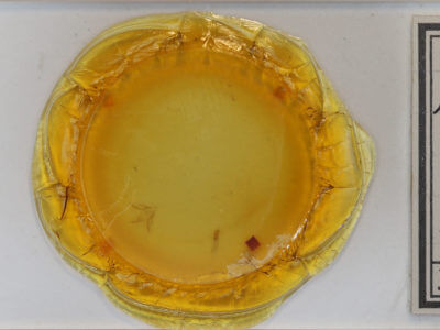 slide view of adult Idia sp.  Idia sp. 0922