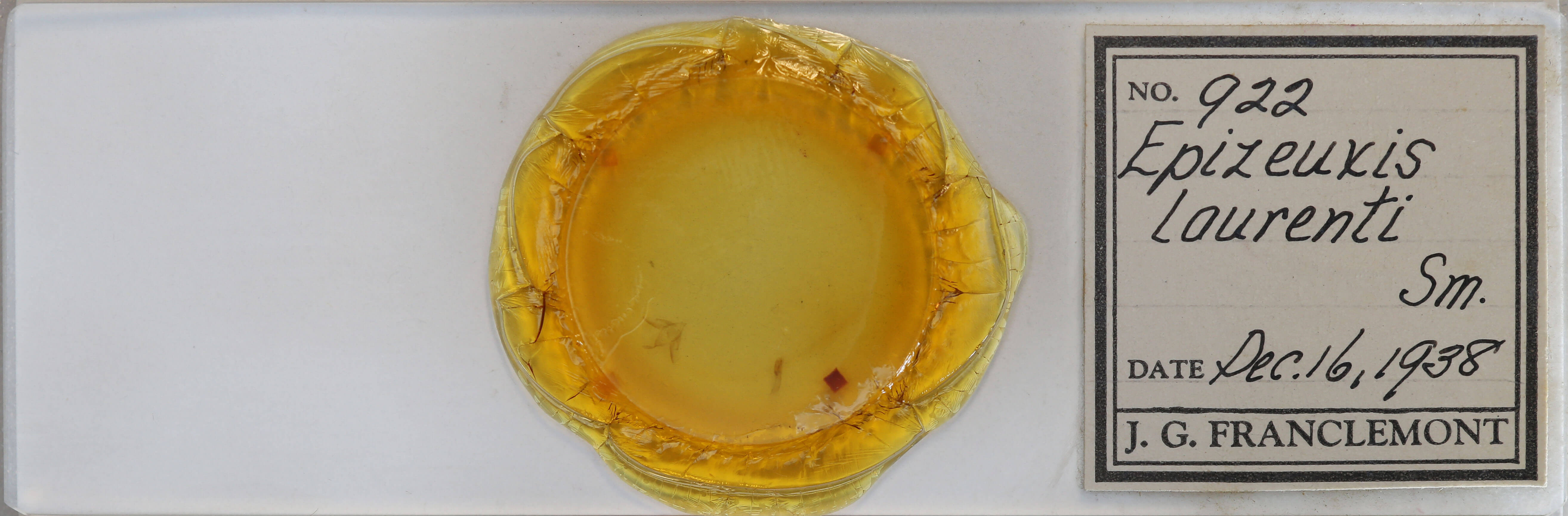 slide view of adult Idia sp.  Idia sp. 0922