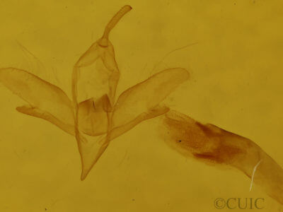 genitalia view of adult Idia rotundalis