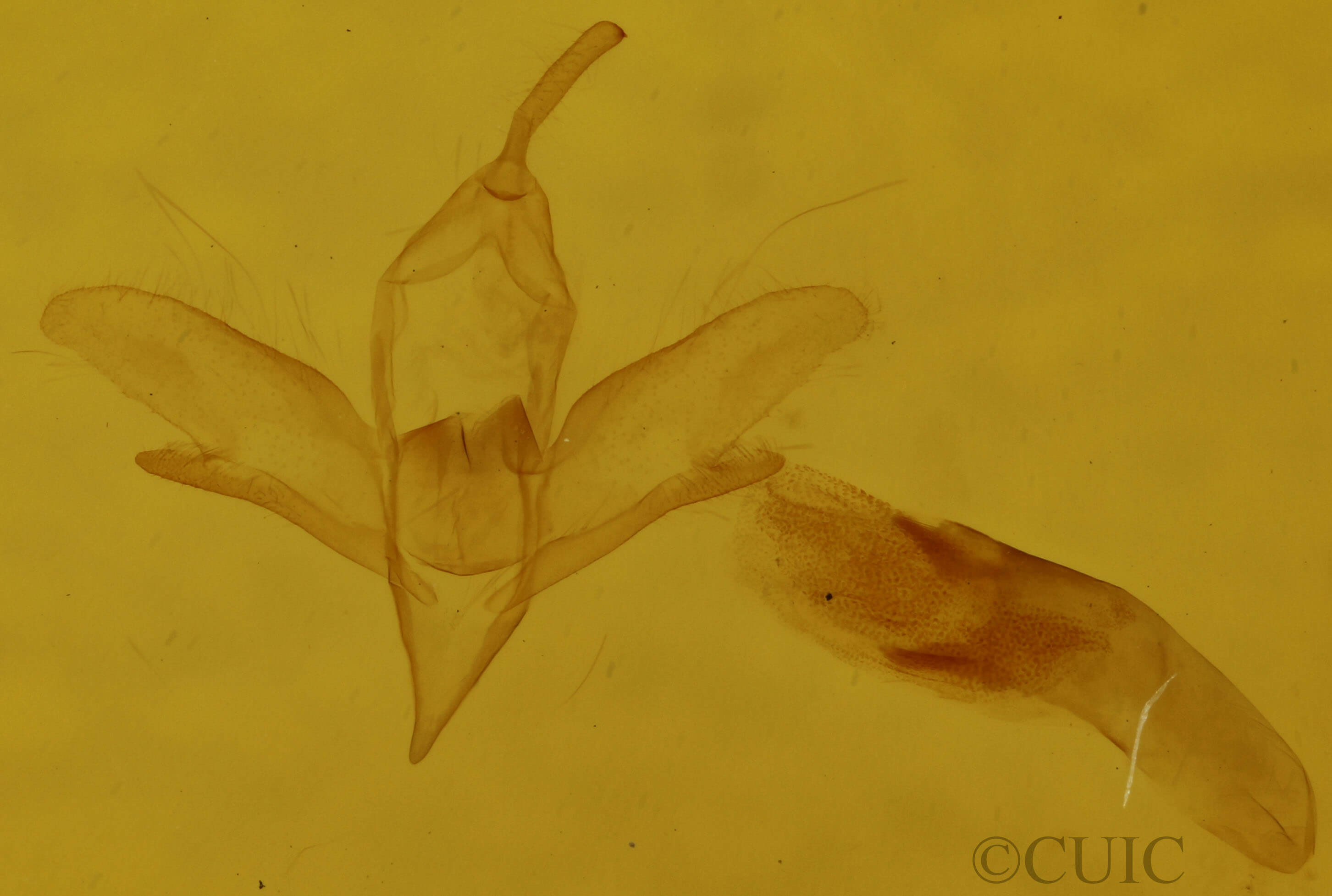 genitalia view of adult Idia rotundalis