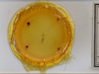 slide view of adult Idia rotundalis