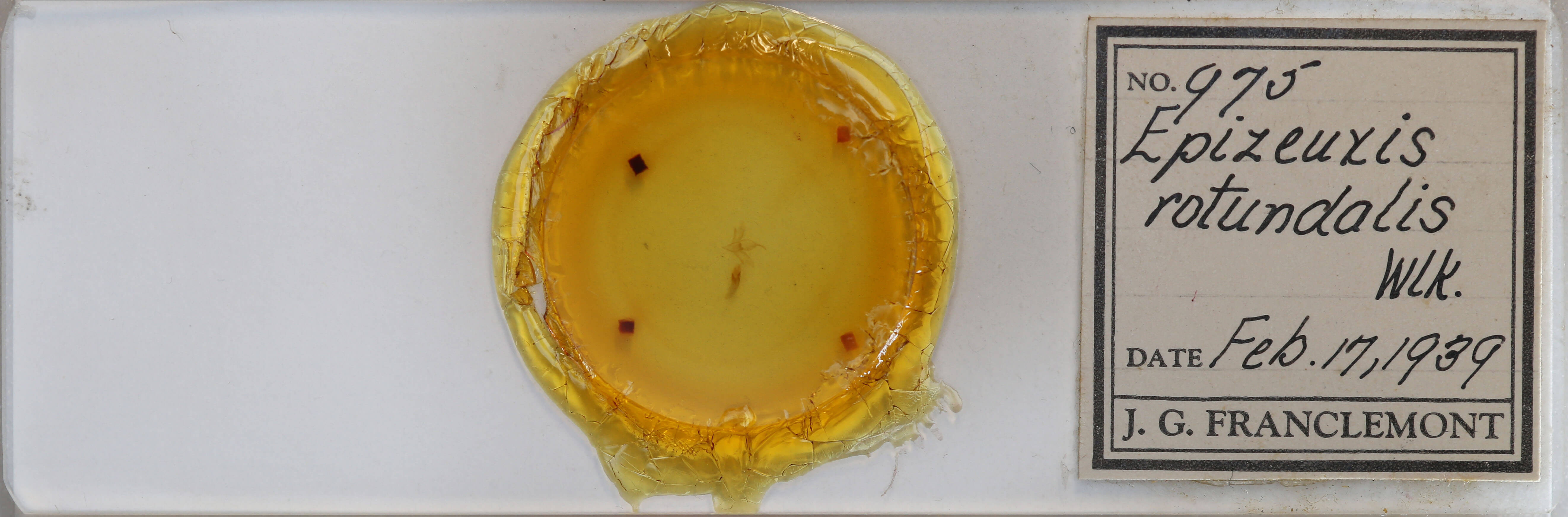 slide view of adult Idia rotundalis