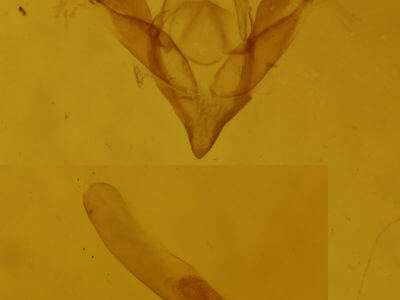 genitalia view of adult Idia scobialis