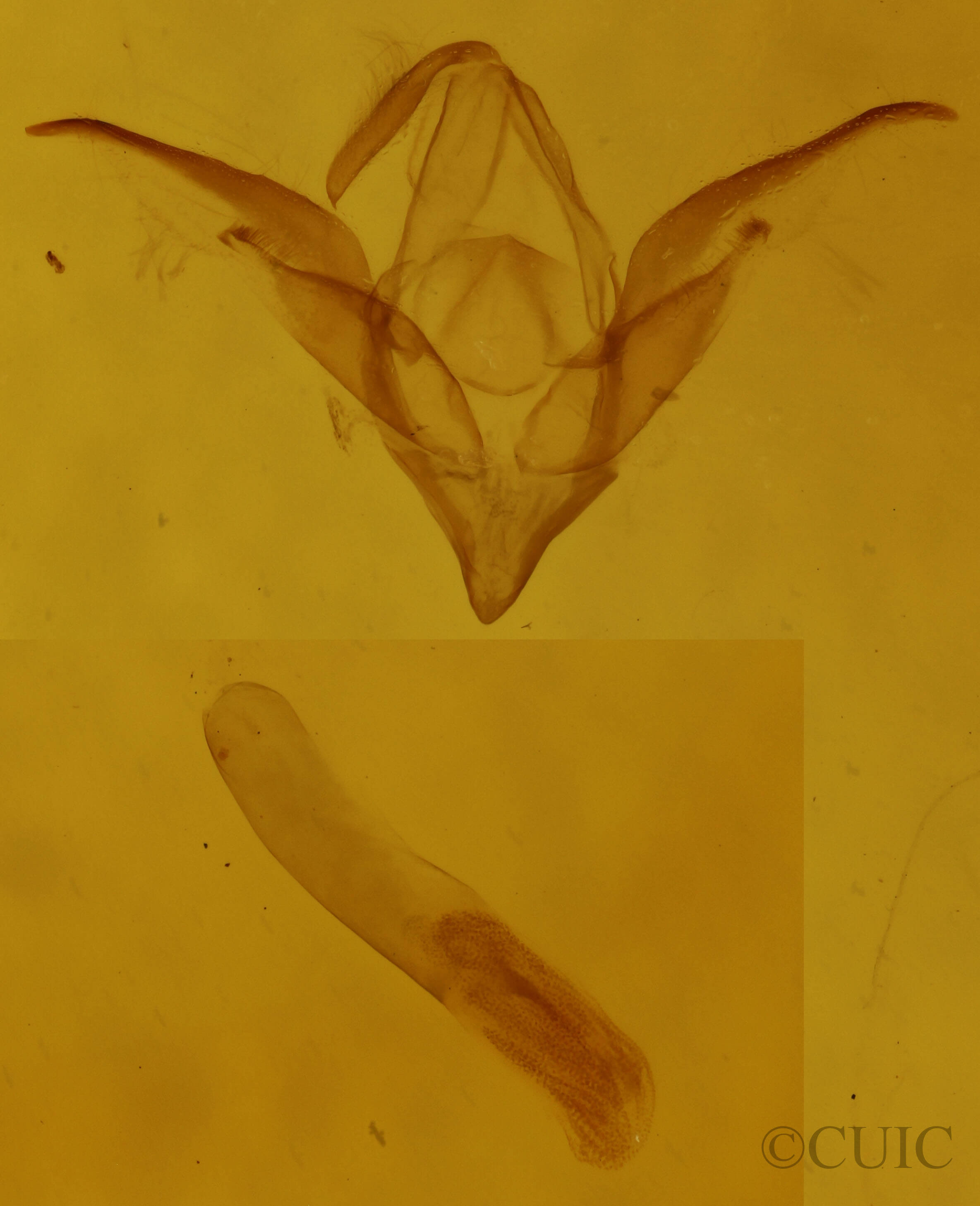 genitalia view of adult Idia scobialis