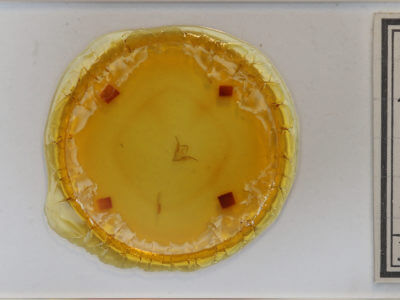 slide view of adult Idia scobialis