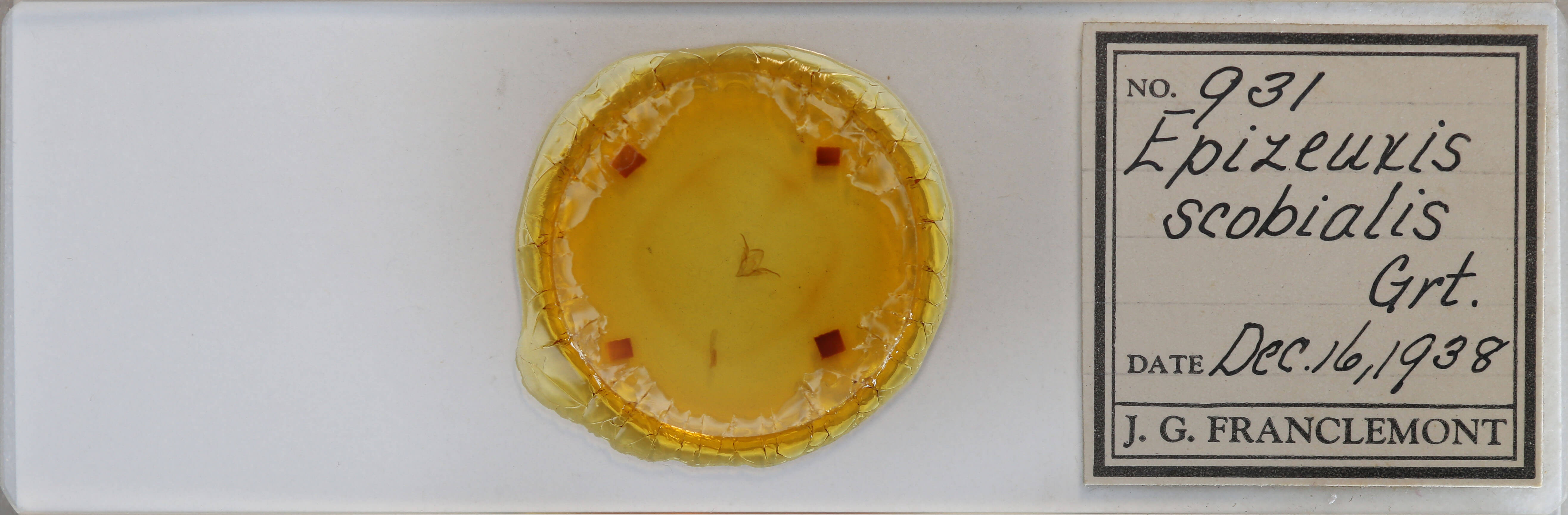 slide view of adult Idia scobialis