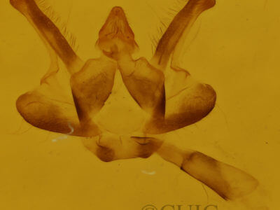 genitalia view of adult Epelis truncataria