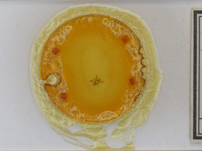 slide view of adult Epelis truncataria