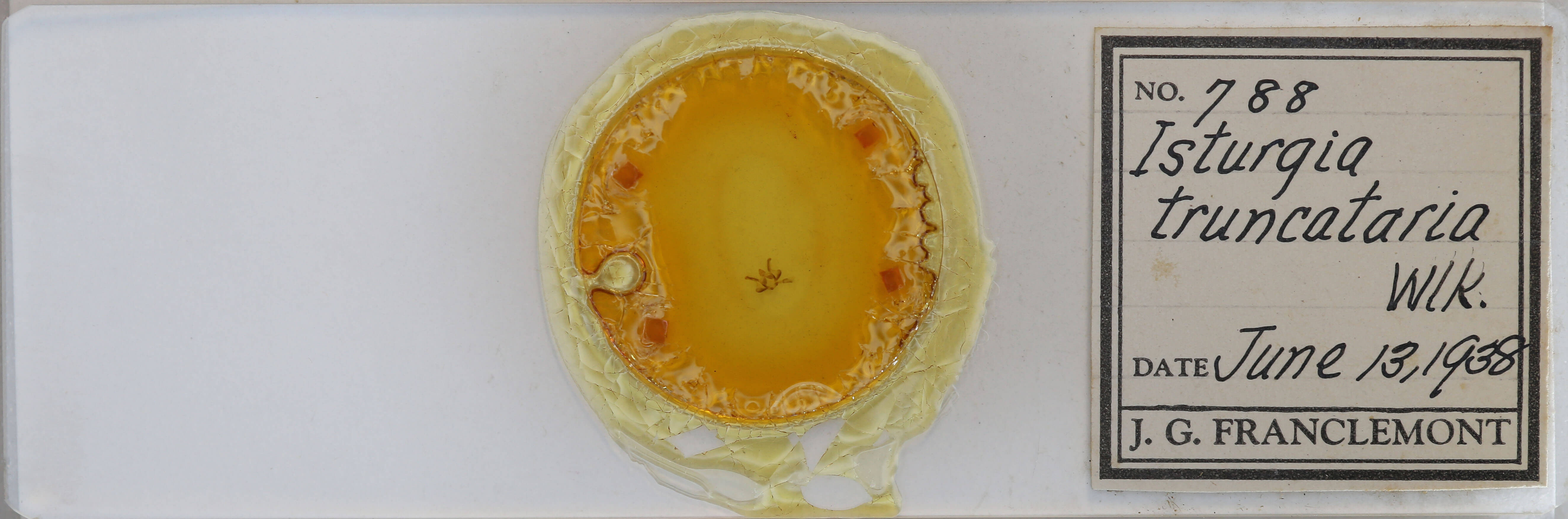 slide view of adult Epelis truncataria