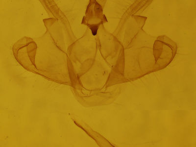 genitalia view of adult Macaria coortaria