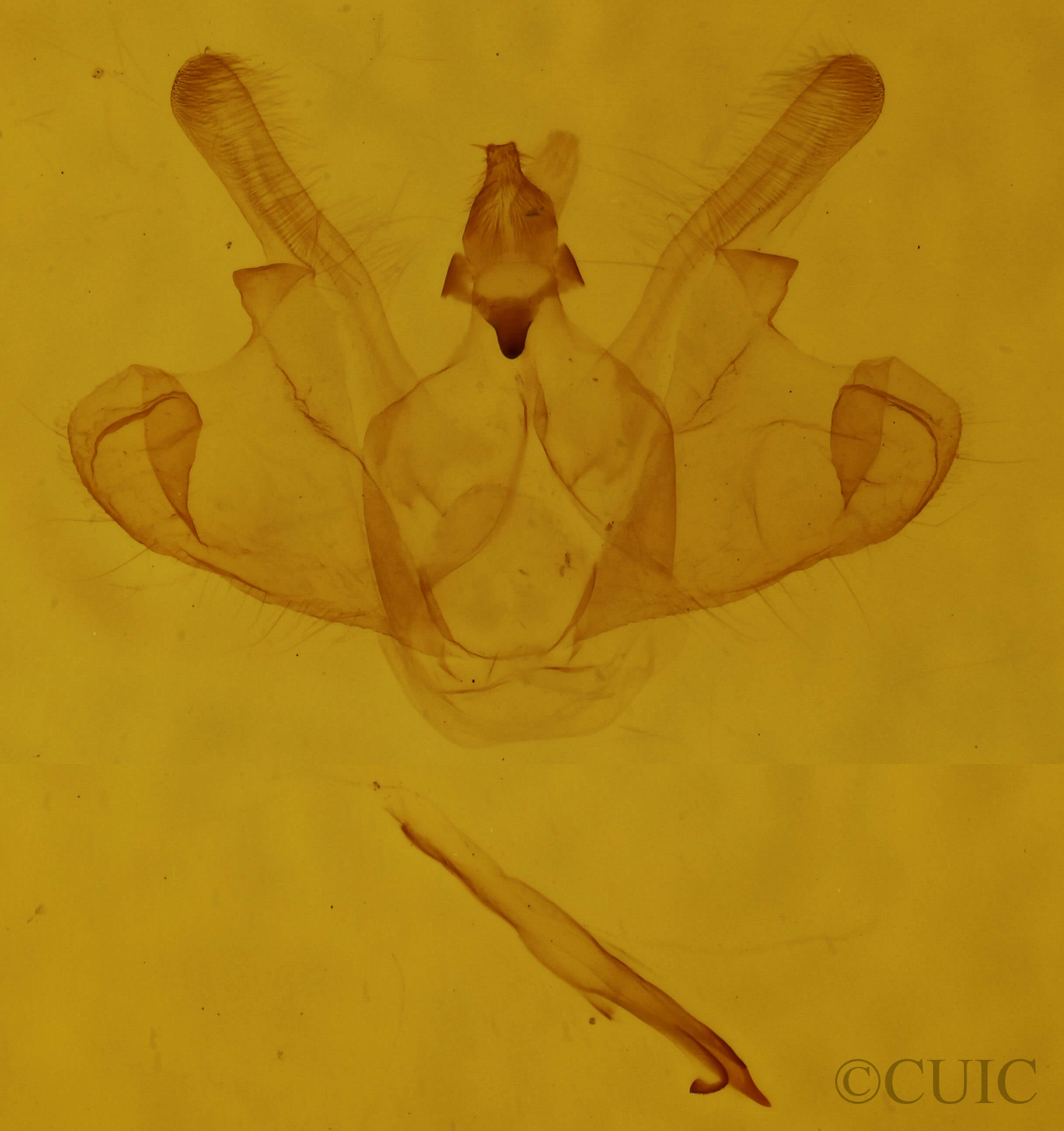 genitalia view of adult Macaria coortaria