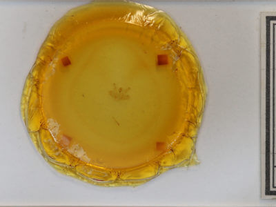 slide view of adult Macaria coortaria