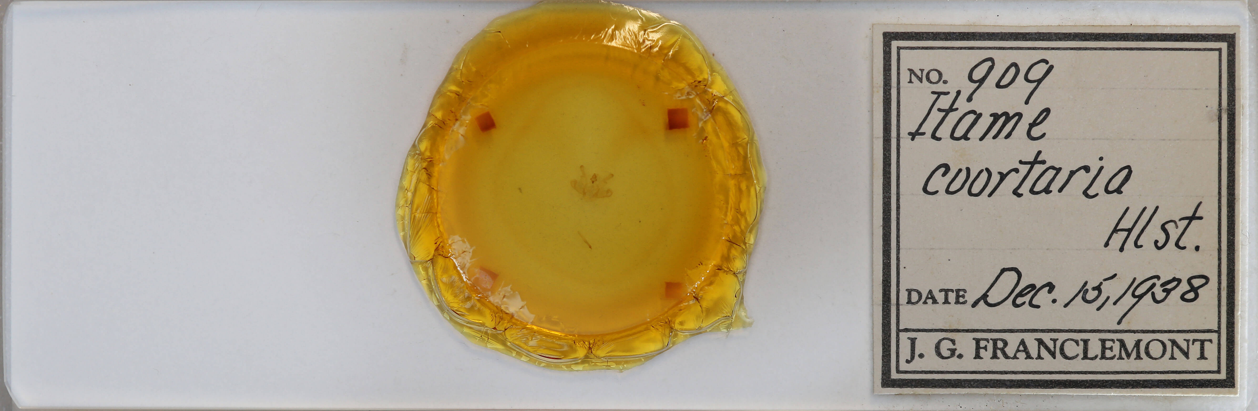 slide view of adult Macaria coortaria