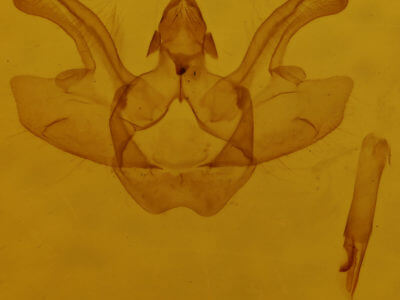 genitalia view of adult Macaria evagaria