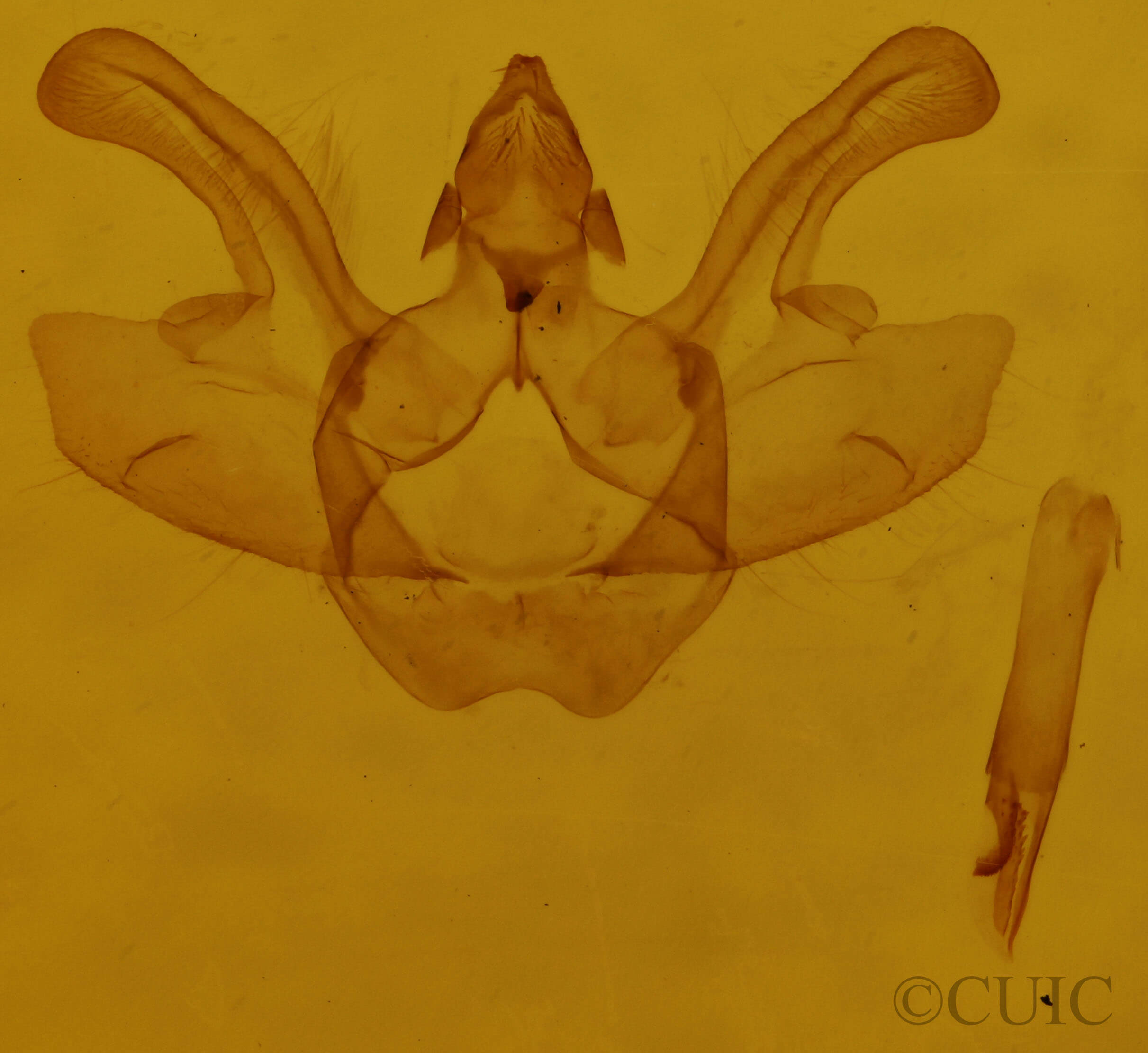 genitalia view of adult Macaria evagaria