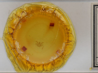 slide view of adult Macaria evagaria