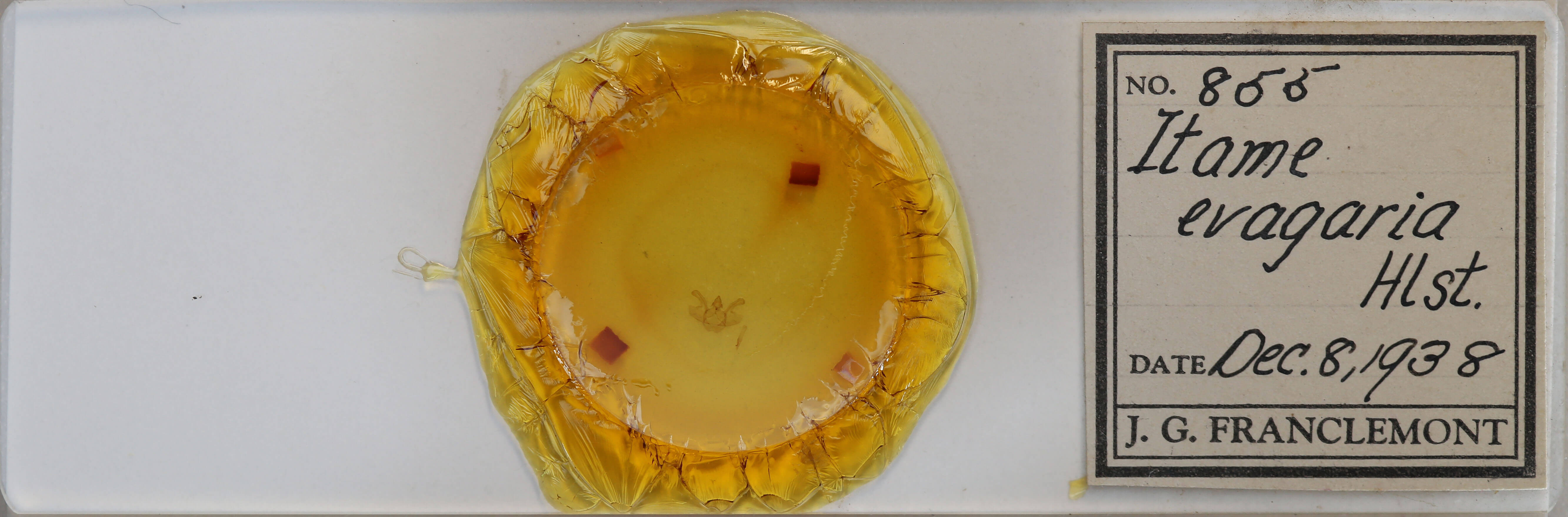 slide view of adult Macaria evagaria