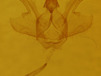 genitalia view of adult Macaria evagaria