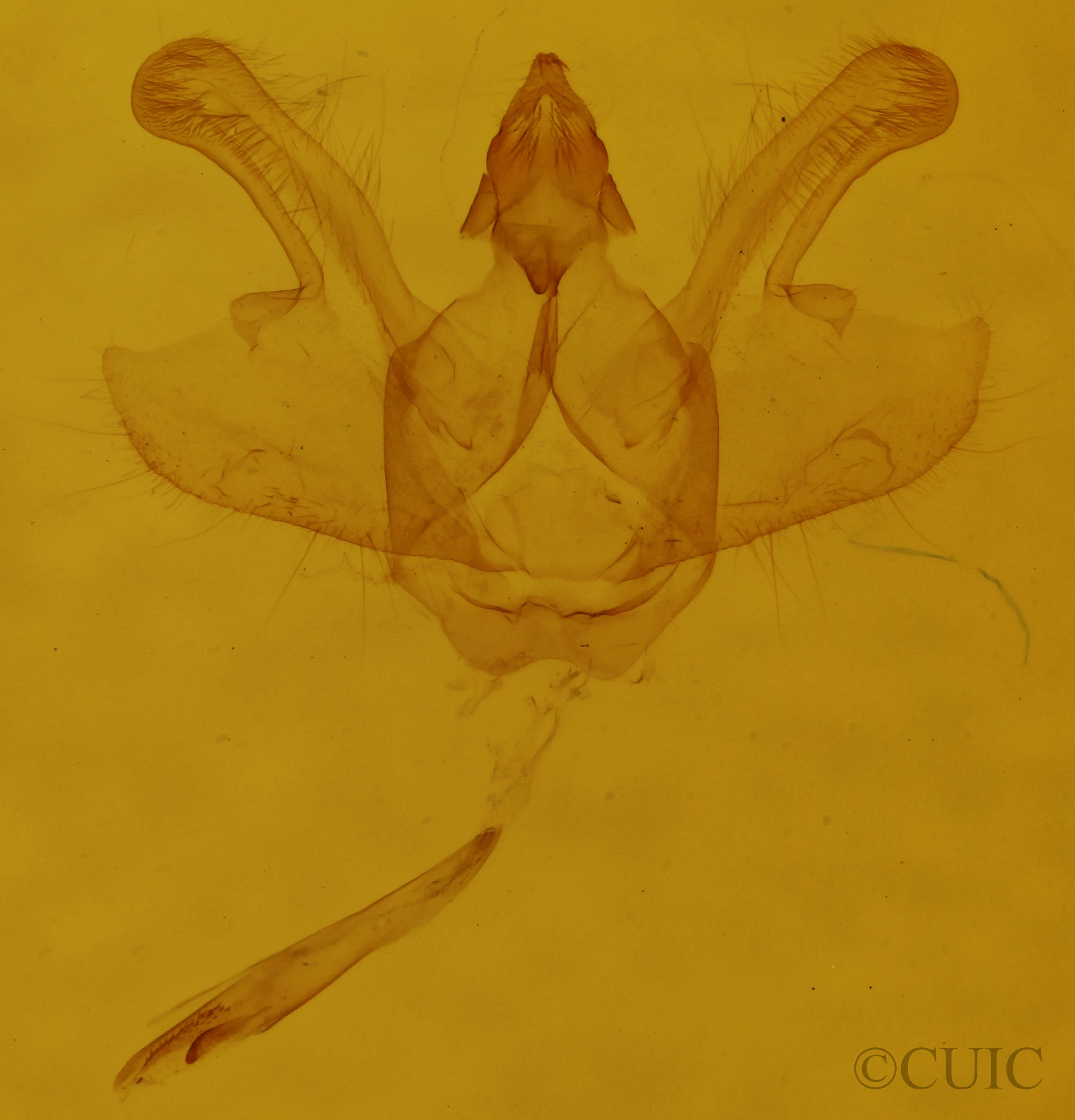 genitalia view of adult Macaria evagaria