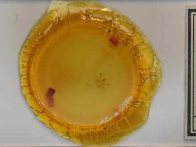 slide view of adult Macaria evagaria