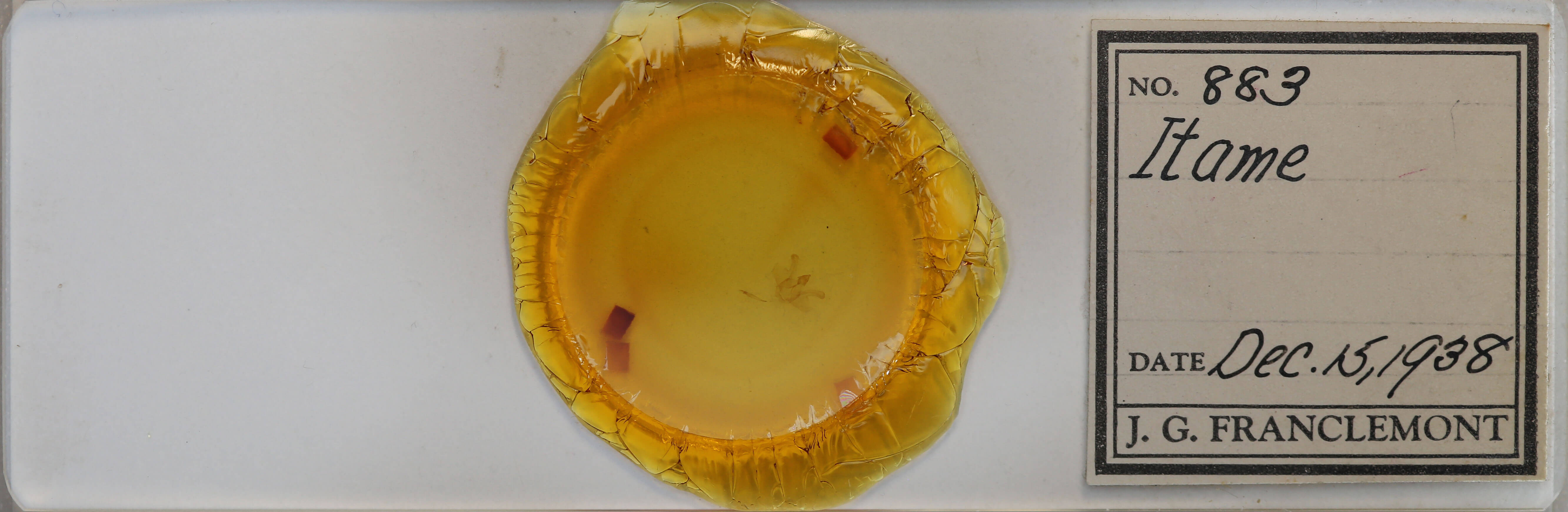 slide view of adult Macaria evagaria