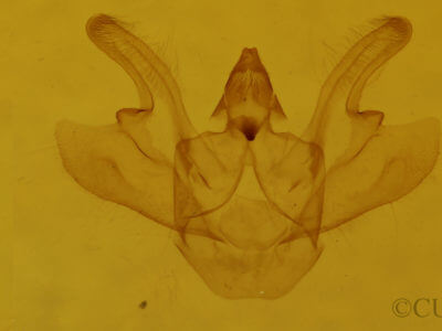 genitalia view of adult Macaria exauspicata