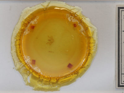 slide view of adult Macaria exauspicata