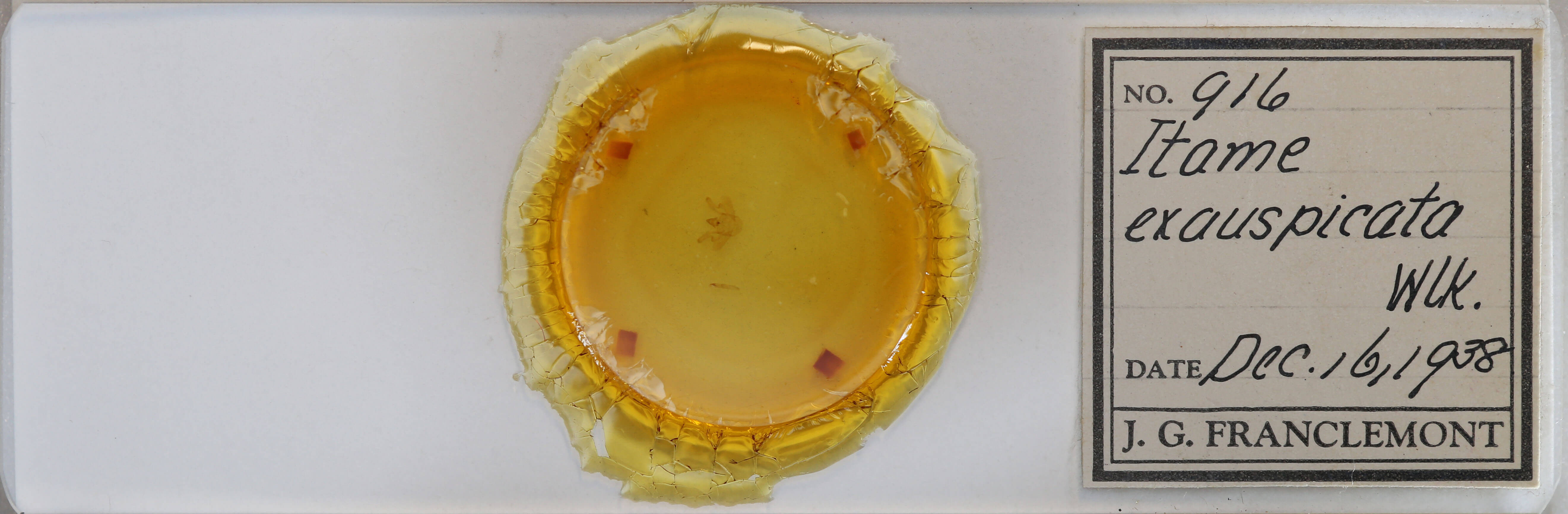 slide view of adult Macaria exauspicata