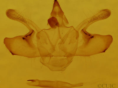 genitalia view of adult Macaria ribearia