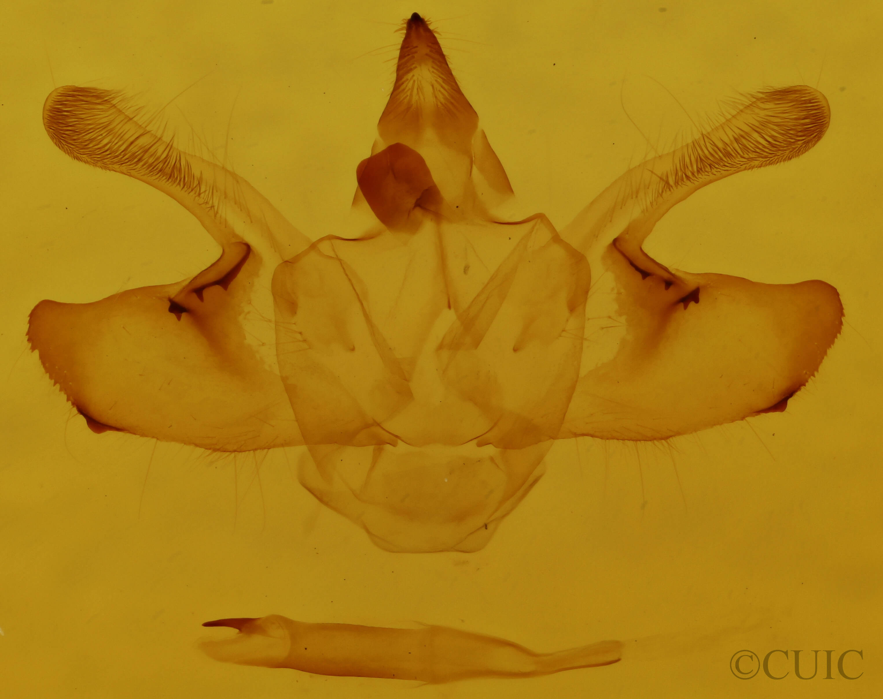 genitalia view of adult Macaria ribearia