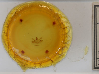 slide view of adult Macaria ribearia