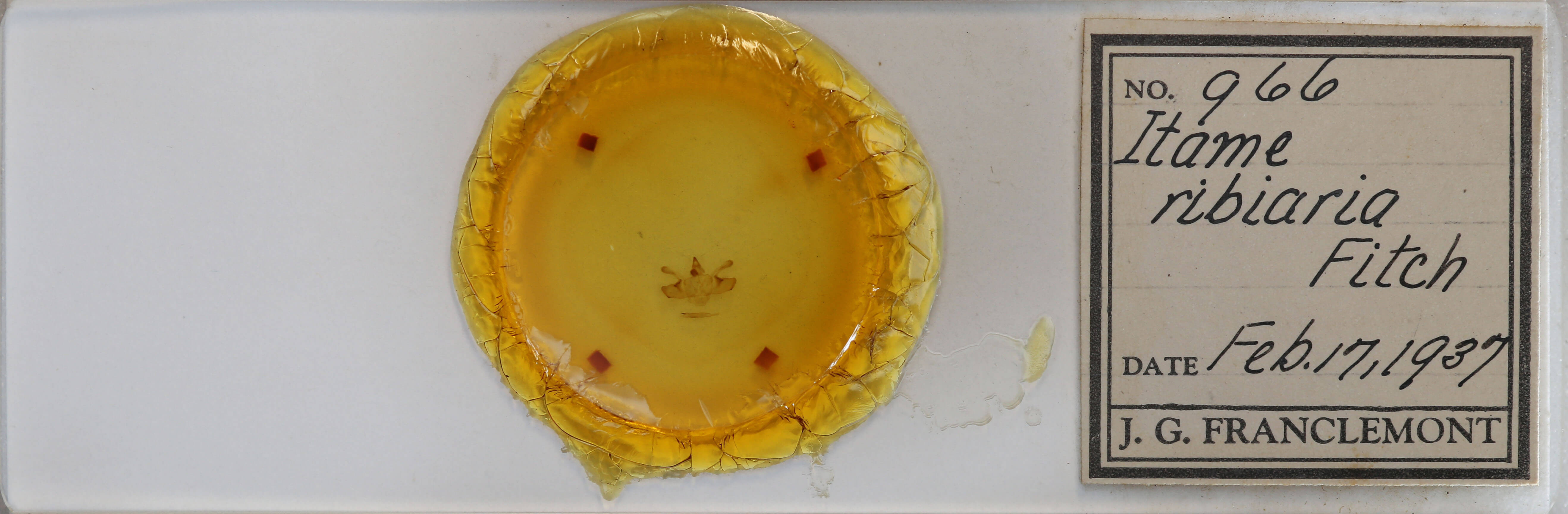 slide view of adult Macaria ribearia