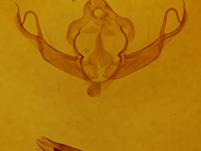 genitalia view of adult Xystopeplus rufago