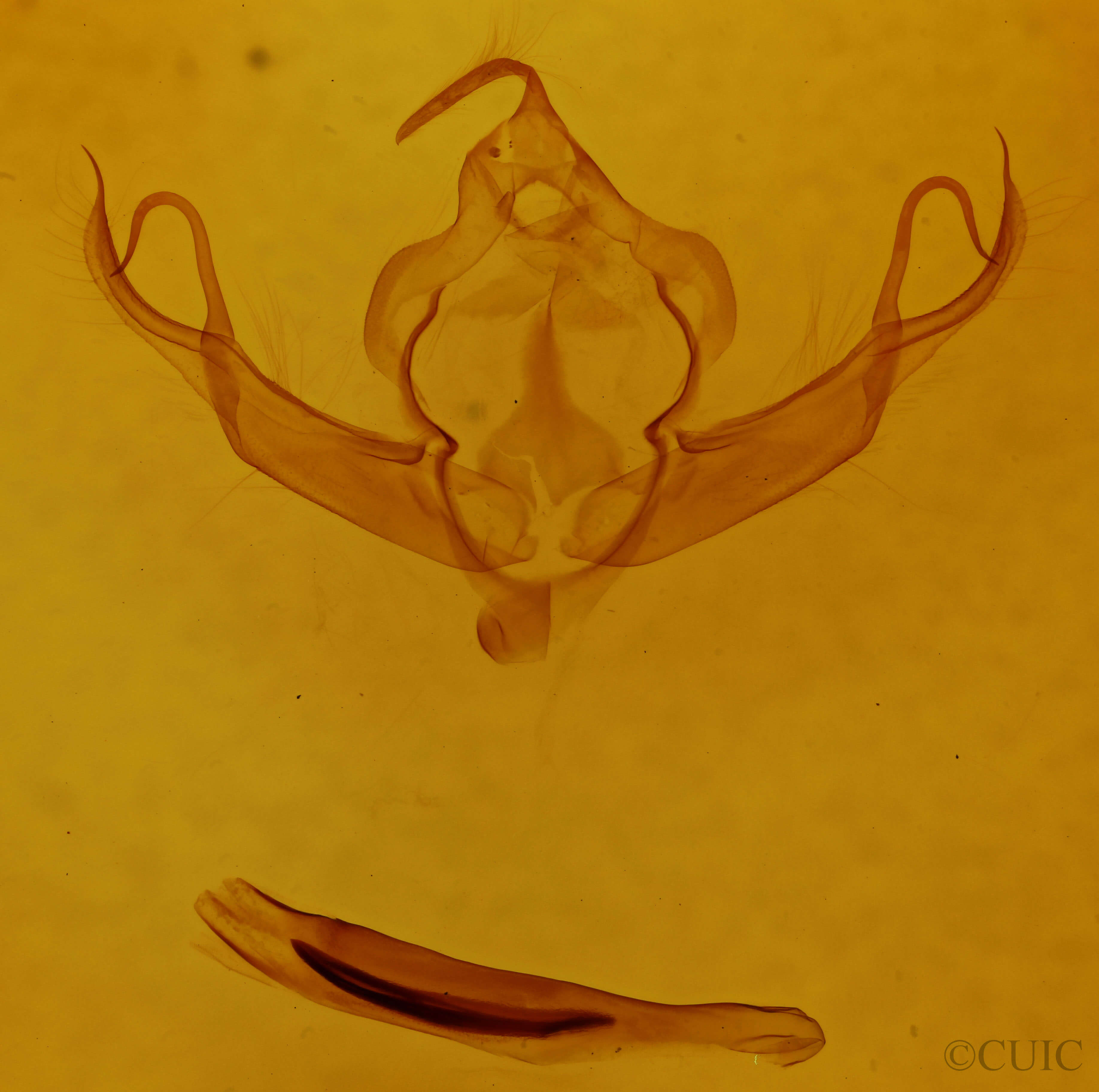 genitalia view of adult Xystopeplus rufago